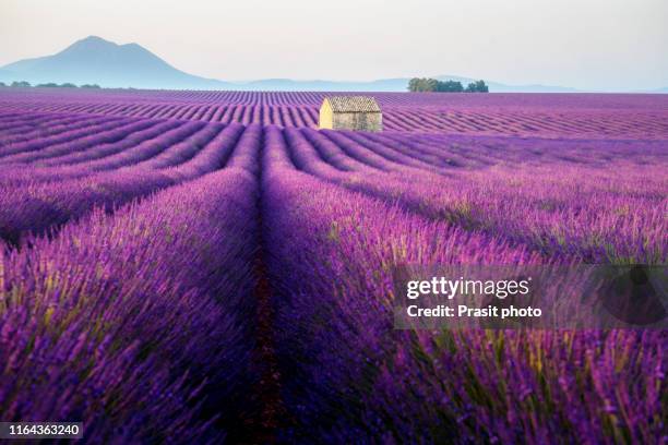 beautiful morning behind the hills and shines on the endless fields of aromatic lavender field summer sunset landscape near valensole, provence, france. - alpes de alta provenza fotografías e imágenes de stock