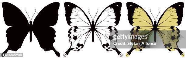vector illustration of butterfly on white background. there are three versions, black shape, black and white and color - butterfly tattoos stock illustrations