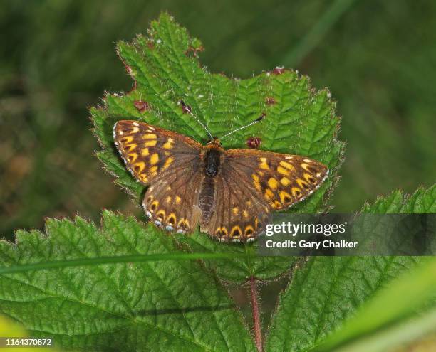 duke of burgundy [hamearis lucina] butterfly - hamearis lucina stock pictures, royalty-free photos & images
