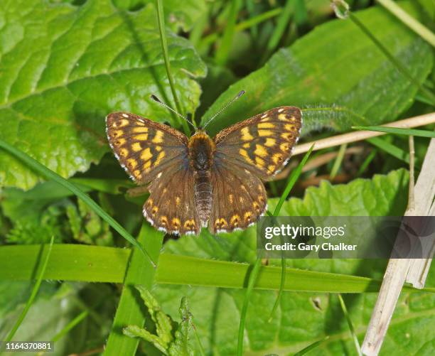 duke of burgundy [hamearis lucina] butterfly - hamearis lucina stock pictures, royalty-free photos & images