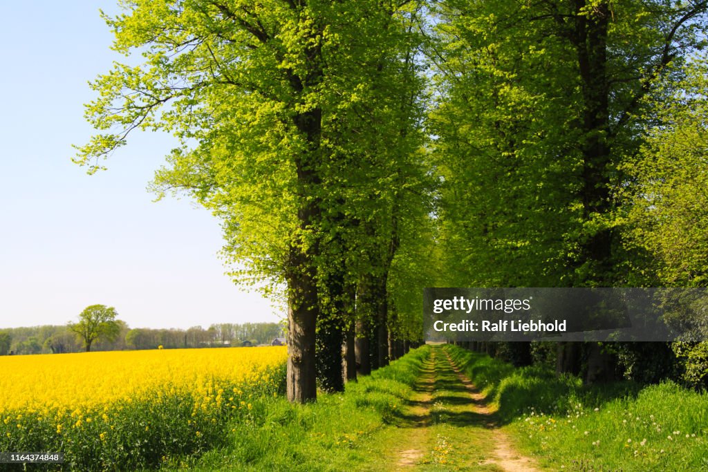 Rape seed field in Netherlands with alley of trees in rural landscape in summer