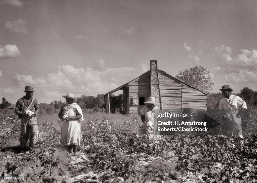 1930s Cotton Field