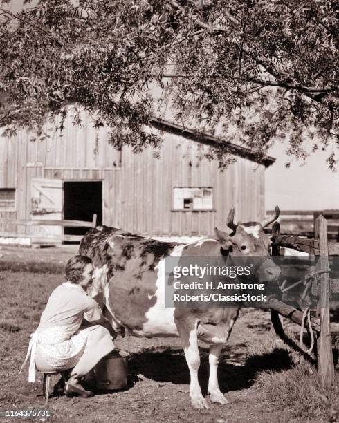 1930s Woman Farm Wife Sitting On Three Leg Stool Milking Guernsey Cow Tied To Fence In Barnyard Under Shade Tree