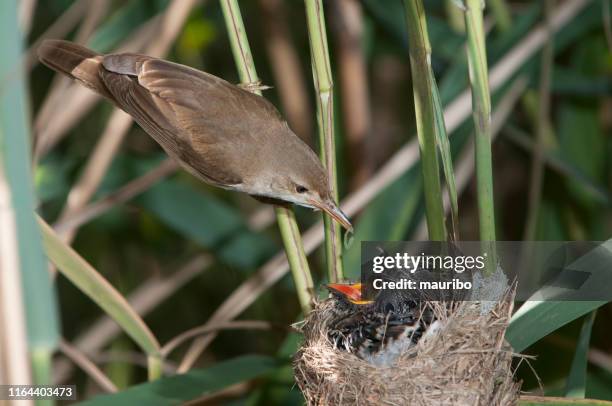 reed warbler with cuckoo - cuckoo stock pictures, royalty-free photos & images