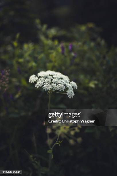 bayerische alpen - herzogstand - alpenglow - fotografias e filmes do acervo