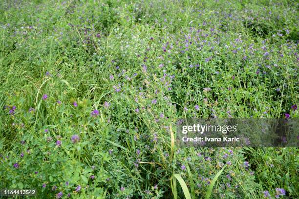 alfalfa - alfalfa field stock-fotos und bilder