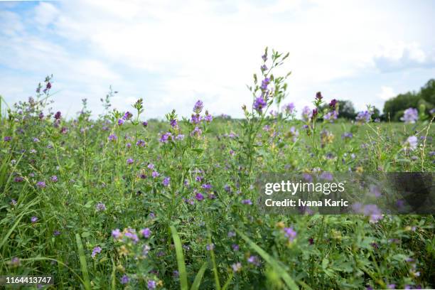 alfalfa - alfalfa field stock-fotos und bilder