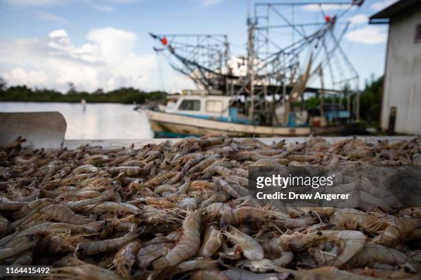 Nearly 600 pounds of shrimp from Acy Cooper's shrimp trawler are cleaned and weighed at a seafood dealer following a 12 hour plus overnight shift of...
