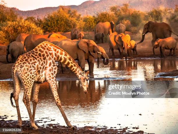 busy waterhole in madikwe game reserve - südafrika tiere stock-fotos und bilder