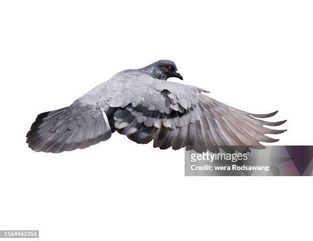 flying pigeon isolated over white background - white pigeon stock-fotos und bilder