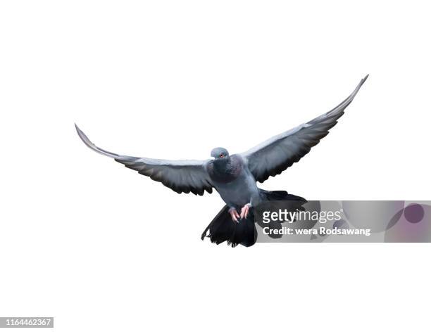 flying pigeon isolated over white background - white pigeon stock pictures, royalty-free photos & images