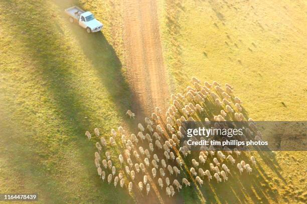 farmer herd sheep flock in vehicle - farmer australia ストックフォトと画像