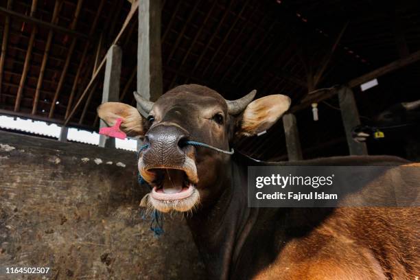 headshot or portrait of cow looks so funny - male feet on face stock pictures, royalty-free photos & images