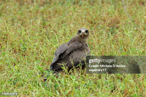 juvenile bateleur (terathopius ecaudatus) - bateleur eagle 個照片及圖片檔