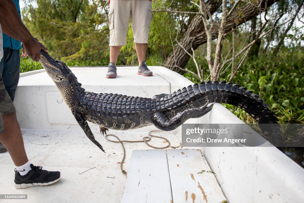 Combination Of Rising Sea Levels And Subsiding Land Endanger Louisiana Coast