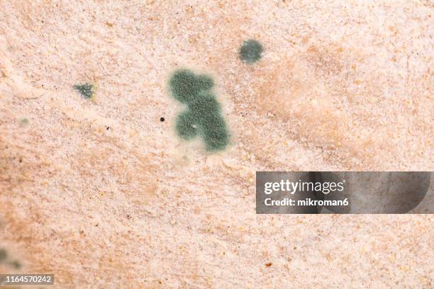 old rotting moldy food. flatbread - moldy bread stock pictures, royalty-free photos & images