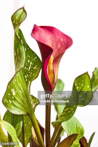 zantedeschia flower, common names arum lily, calla and calla lily - calla lilies white stock-fotos und bilder