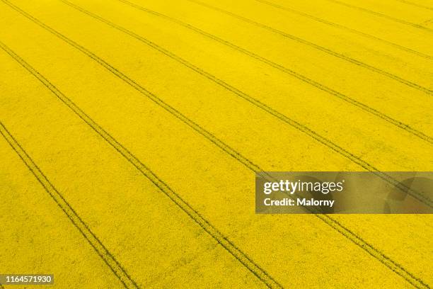 aerial view of yellow blooming rape fields. drone view. biomass. - colza foto e immagini stock