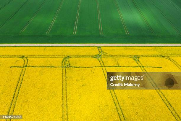 aerial view of yellow blooming rape fields. drone view. biomass. - bio diesel foto e immagini stock