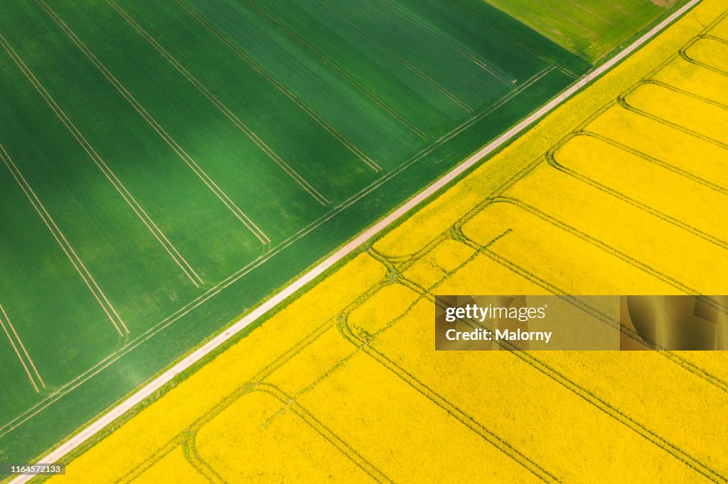 Aerial view of yellow blooming rape fields. Drone view. Biomass.