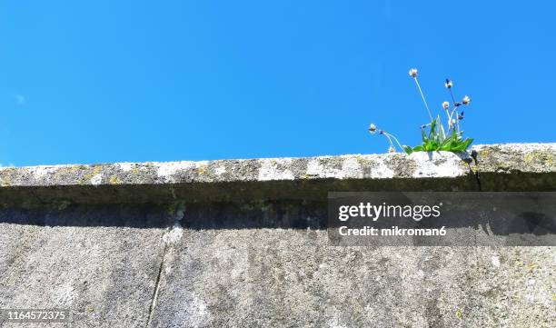 close-up of wildflowers growing on wall - mur texture stock pictures, royalty-free photos & images