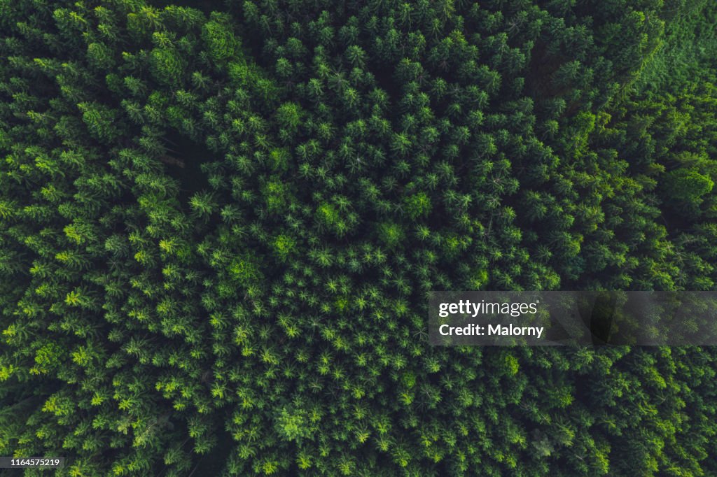 Aerial view of trees in forest.