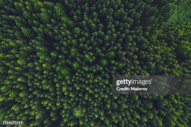 aerial view of trees in forest. - bosque fotografías e imágenes de stock