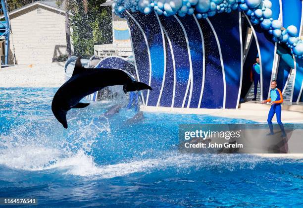 The Dolphin Show at Seaworld.