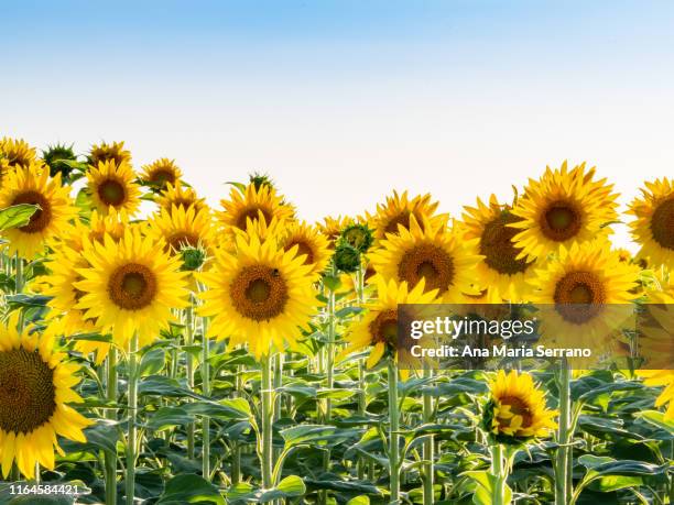 close up of a field of sunflowers (helianthus annuus) blooming in summer - girasol común fotografías e imágenes de stock