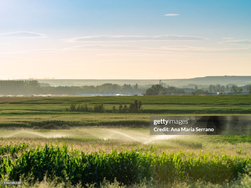 Scenic landscape cornfields and different irrigation systems at sunset