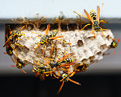 Wasp Nest Macro