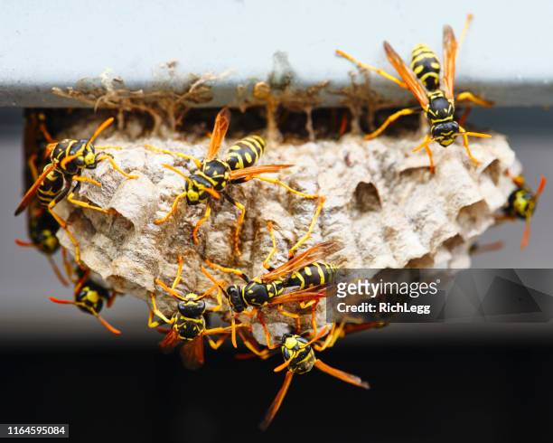macro do ninho da vespa - colônia grupo de animais - fotografias e filmes do acervo
