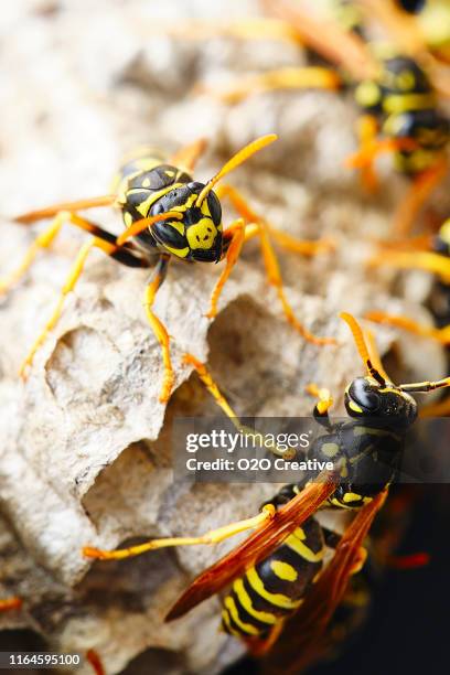 wasp nest macro - wasp sting stock pictures, royalty-free photos & images