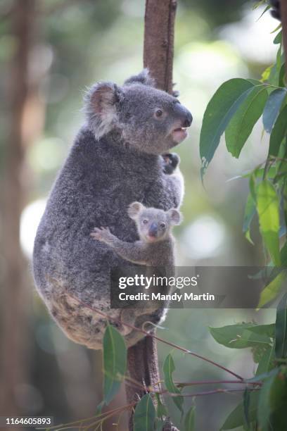 koala and baby - árbol de eucalipto fotografías e imágenes de stock
