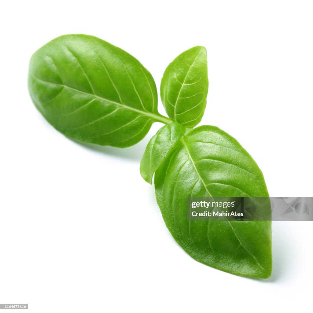 Green basil leaves isolated on white