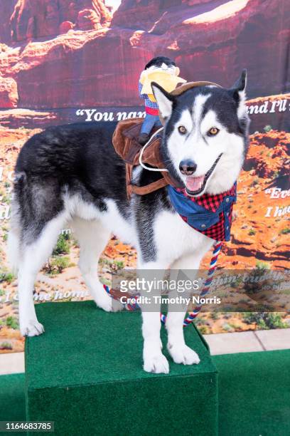 Dog wearing western wear attends a Special Sneak Peek of Ken Burns' PBS documentary series "Country Music" at Autry Museum of the American West on...