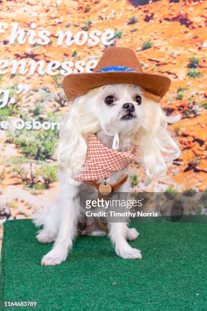 Dog wearing western wear attends a Special Sneak Peek of Ken Burns' PBS documentary series "Country Music" at Autry Museum of the American West on...