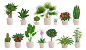 Set of decorative houseplants to decorate the interior of a house or apartment. Collection of various plants in pots