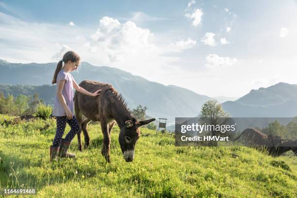 beste freunde - junges mädchen posiert mit ihrem esel auf mountain meadow - estel day stock-fotos und bilder
