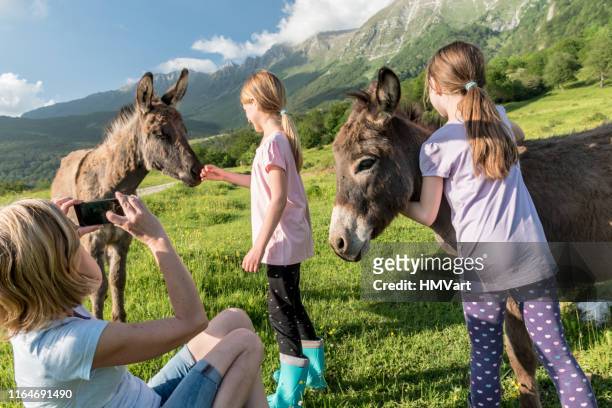 mutter macht foto von mädchen spielen mit esel auf alm - donkey stock-fotos und bilder