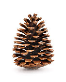Pine cone isolated on a completely white background