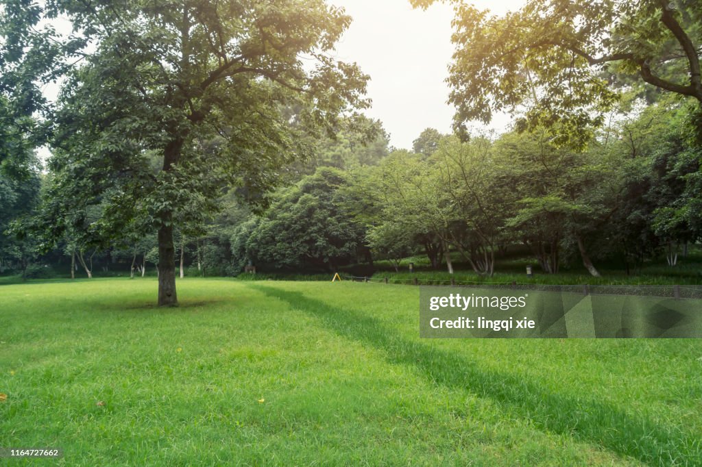 Lawn and trees in the park