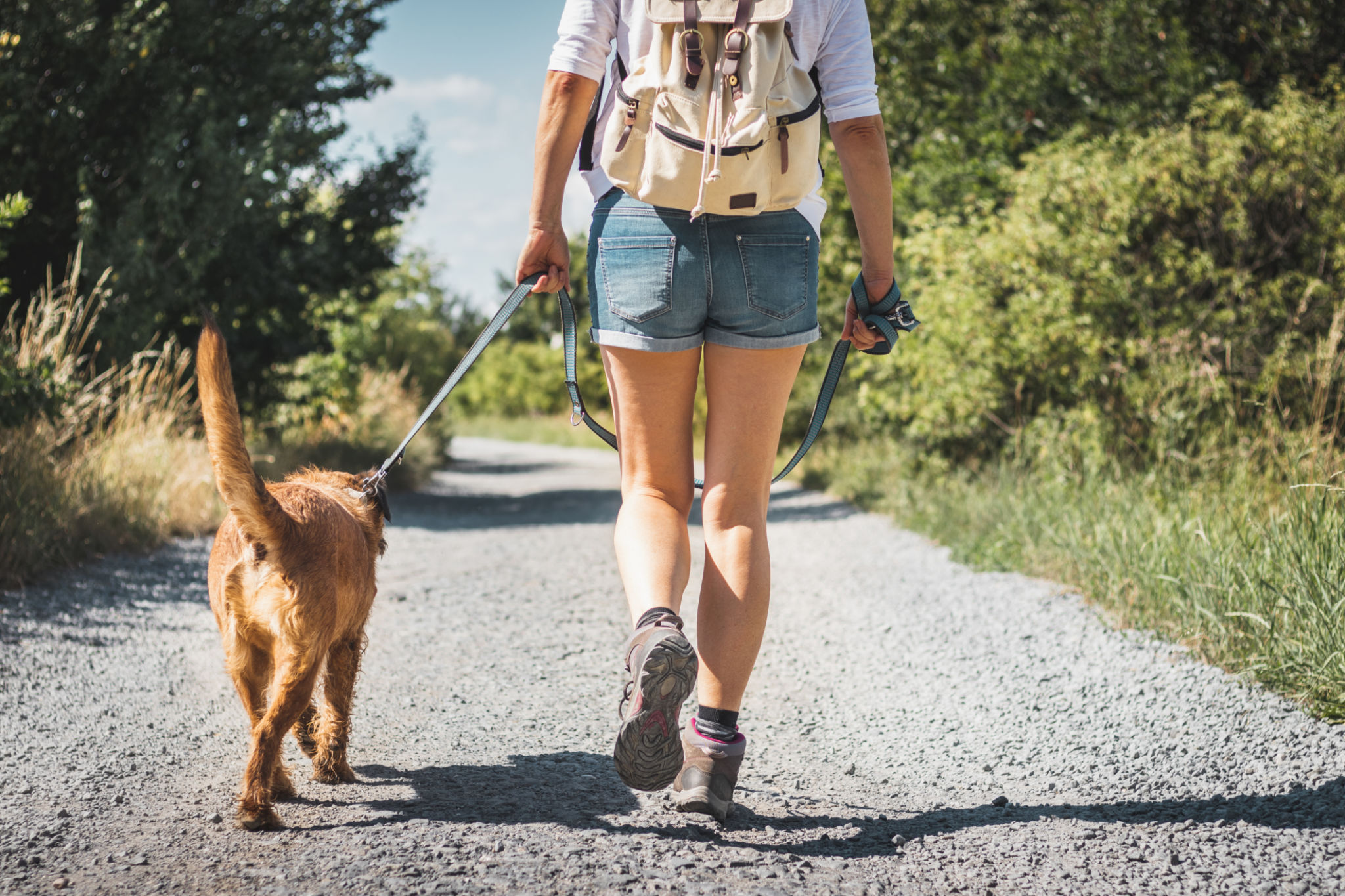 dog walking trail