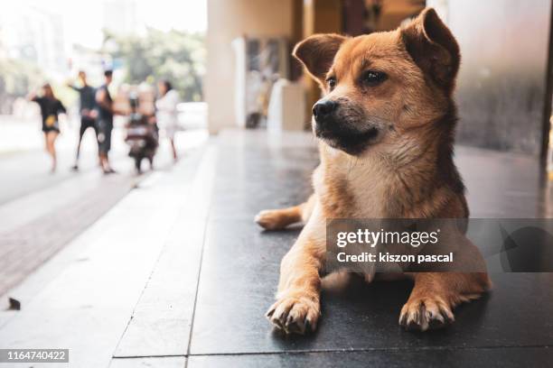 portrait of a cute dog in the street in china . - stray animal 個照片及圖片檔