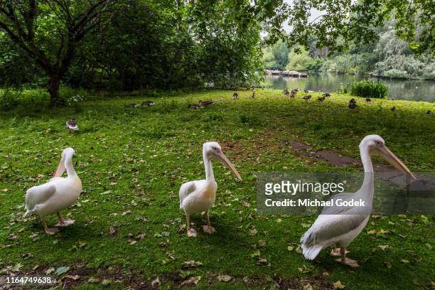 pelicans walking near st james park lake - pelican stock pictures, royalty-free photos & images