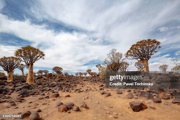 quiver tree forest near keetmanshoop in southern namibia, 2018 - kalahari desert stock pictures, royalty-free photos & images