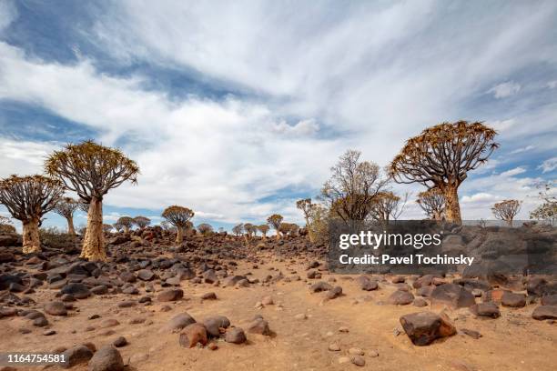 quiver tree forest near keetmanshoop in southern namibia, 2018 - kalahari desert 個照片及圖片檔