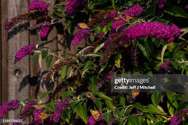 Painted Lady butterflies sit on a Buddleja shrub on July 28, 2019 in Alexandria, Scotland. The UK is experiencing a once in a decade wildlife...