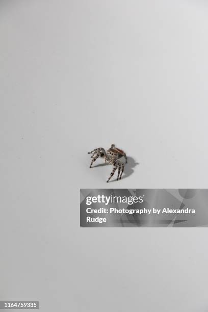 female red-backed jumping spider. - 鋏角 ��ストックフォトと画像