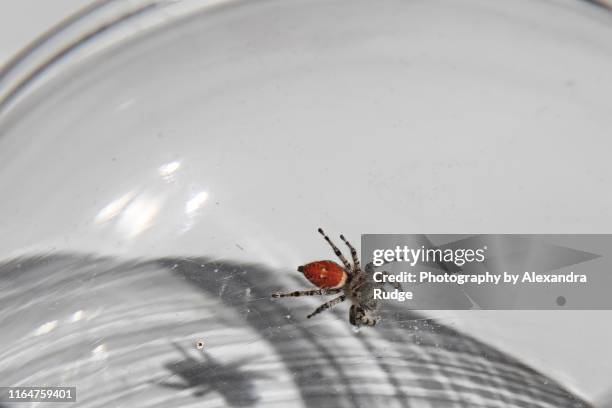 female red-backed jumping spider. - 鋏角 ��ストックフォトと画像